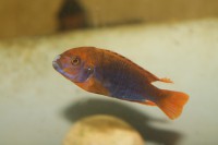 /album/fotogaljerjeja/jodotrofeus-samets-jpg/